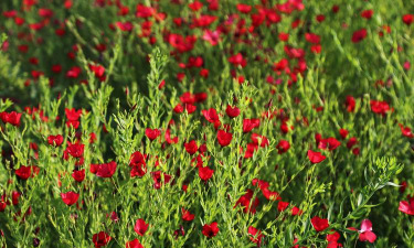 红花亚麻什么时候种