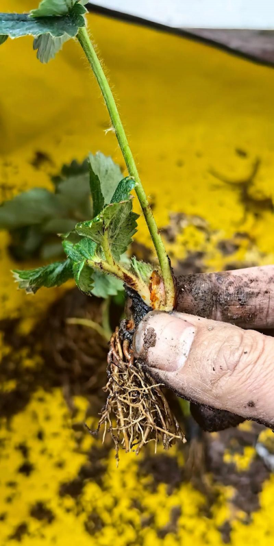 家庭养花用生根粉