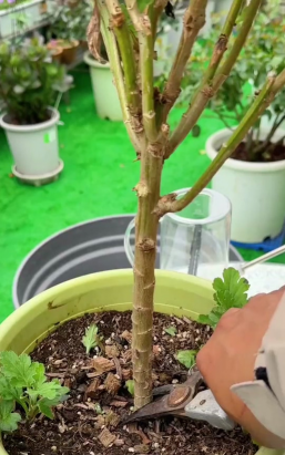 家庭养花用生根粉