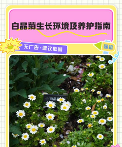 白晶菊怎么养好看
