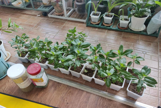 家庭养花用生根粉