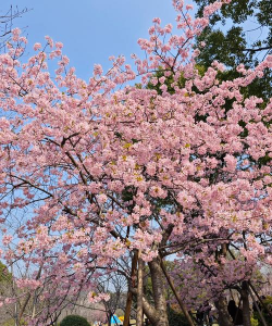 日本早樱开什么花