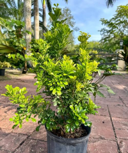 湿度太低米兰有什么影响