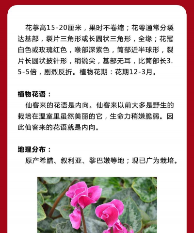 仙客来的学名叫什么