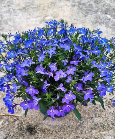 半边莲家庭怎么养