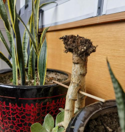 家庭养花用生根粉