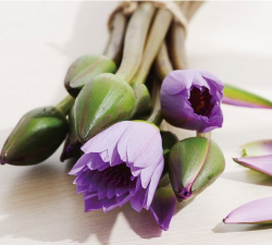 蓝莲花插瓶怎么养