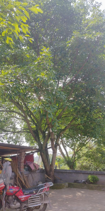 树头上发黄是什么树