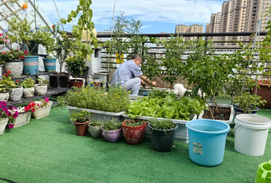 家庭养花用生根粉