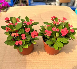 小叶海棠花如何过冬