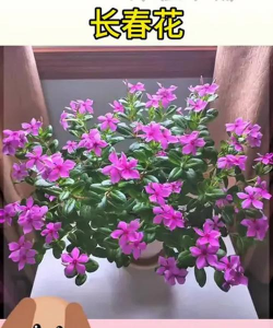 长春花用什么盆栽