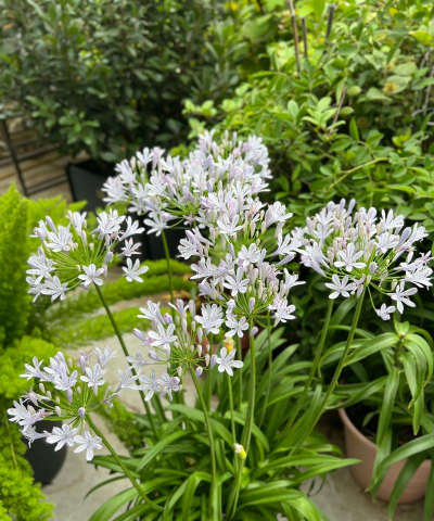 夏洛特养花技巧