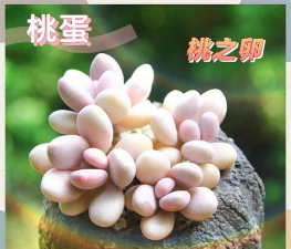 如何种植桃之卵