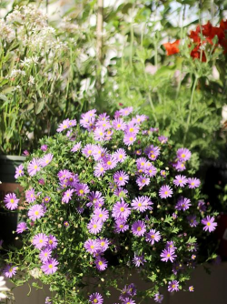 姬小菊开春后如何养殖