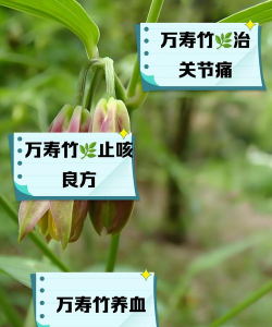 什么竹有药用价值