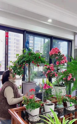 家庭养花用生根粉