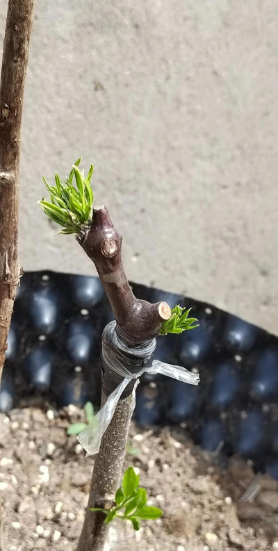 枣树砧木苗的培育