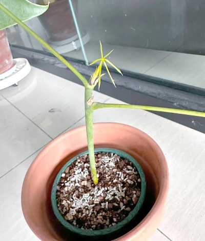 家庭养花用生根粉