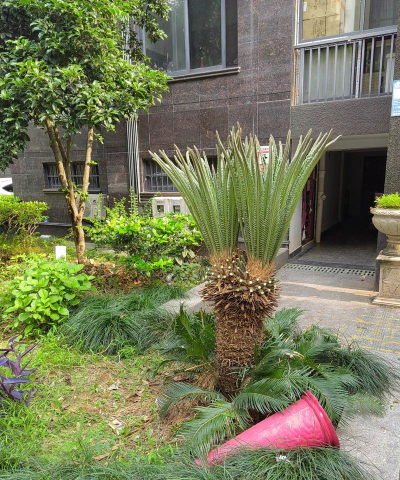 铁树怎么修剪成多头铁树