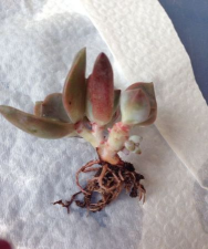 家庭养花用生根粉