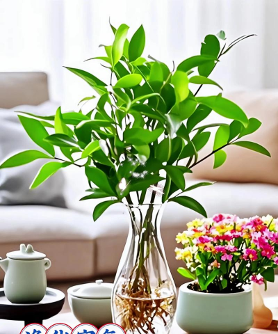 家庭养花用生根粉