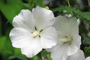 白槿什么时候开花