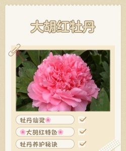 红牡丹的花语是什么