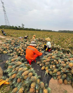 大树菠萝怎么样催熟