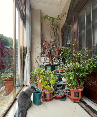 家庭养花用生根粉