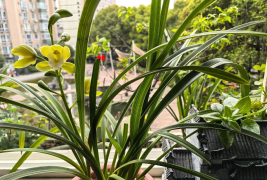 兰花红将军冬天怎么养护