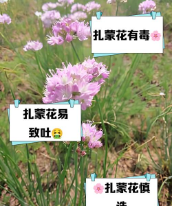 扎蒙花如何种植