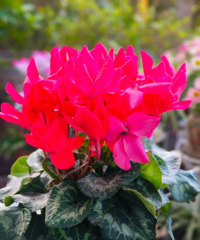 仙鹤来花旗什么肥最好