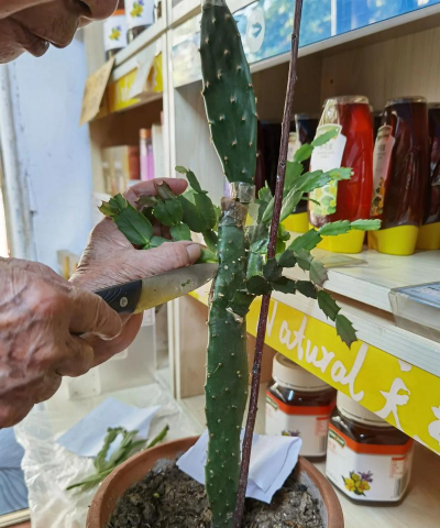 家庭养花用生根粉