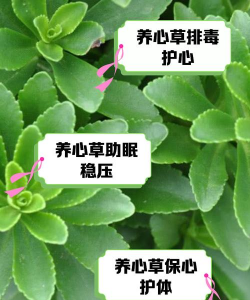 如何种植雯心草