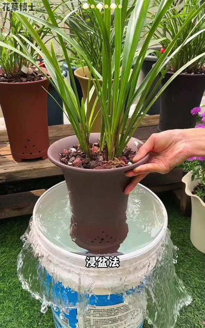 家庭养花用生根粉