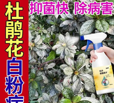 家庭养花用生根粉