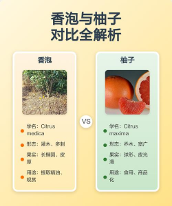 如何区分香泡和柚子