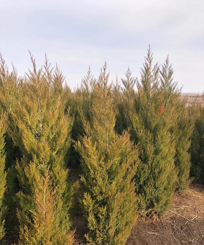 蜀桧发黄怎么办