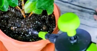 家庭养花用生根粉