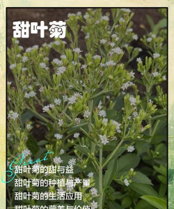 甜叶菊开什么花