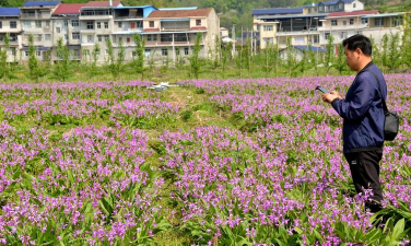 家庭养花用生根粉