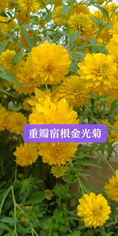 如何矮化重掰金光菊