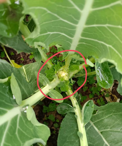 菜心烂花怎么办