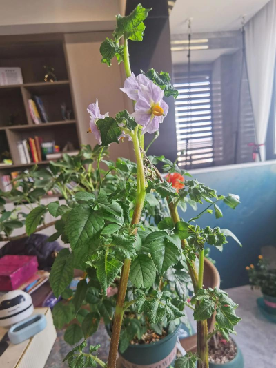 家庭养花用生根粉