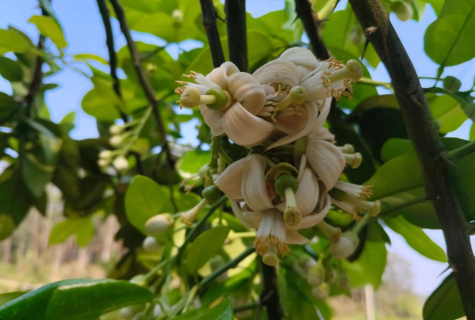 红心蜜柚什么时间开花