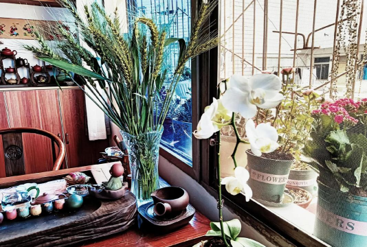 家庭养花用生根粉