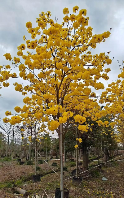 黄花风铃木施什么肥