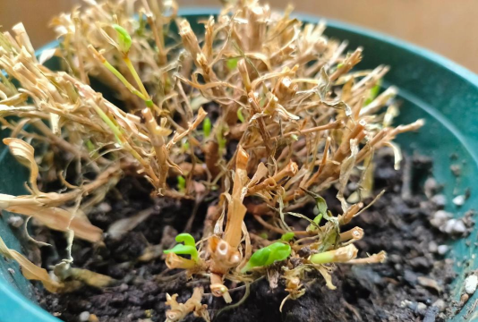 家庭养花用生根粉