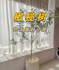 家里如何养橄榄树