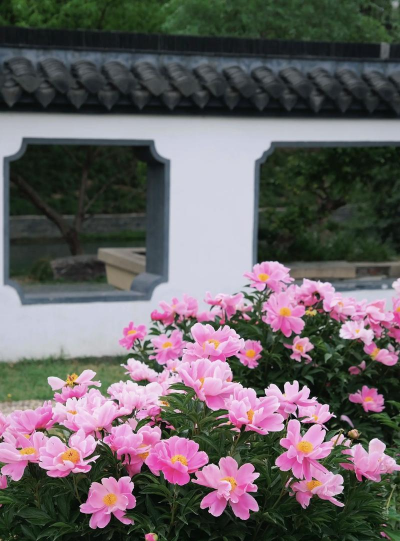 芍药是什么市的市花